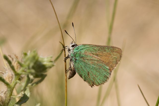 Western Green Hairstreak